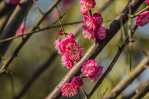 春季日光下植物粉色梅花绽放