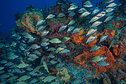 水下视角,幼小,咕噜声,鲷鱼,鱼群,游动,礁石,坎昆,墨西哥