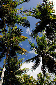 热带,场景,棕榈树