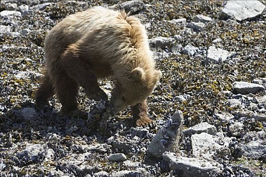 大灰熊,棕熊,幼小,转,上方,石头,觅食,退潮,卡特麦国家公园,阿拉斯加