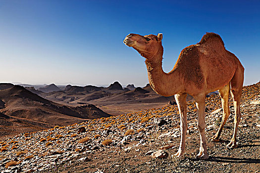 骆驼,撒哈拉沙漠,阿哈加尔,山