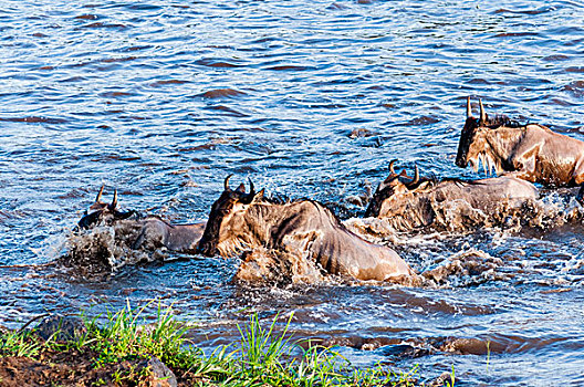 蓝角马,角马,马拉河,马赛马拉国家保护区,肯尼亚