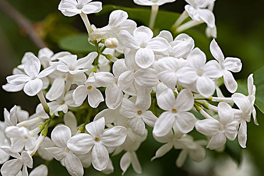 丁香,丁香花,紫丁香,丁香樹,藍丁香,白丁香