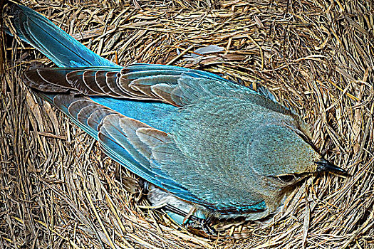 孵卵,雌性,山,蓝知更鸟,南方,奥克纳根谷,不列颠哥伦比亚省,加拿大