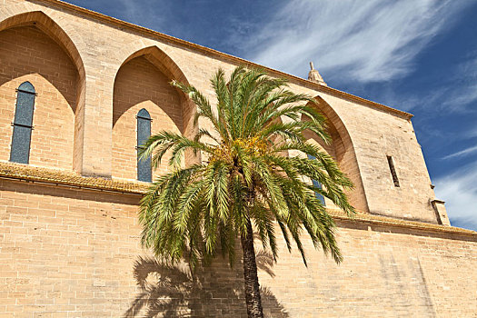 教堂,马略卡岛,棕榈树,蓝天