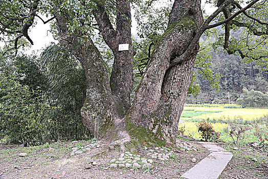 安徽,歙县,灵山,蜀源,新安江,山水画廊,深度,大洲源,周家村,蜘蛛顶,蜘蛛肚,梅花,桃花,油菜花,梨花,民居,梯田