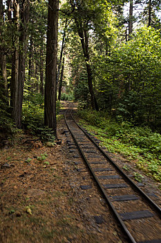 铁路树林