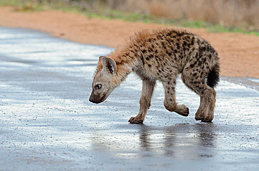 斑鬣狗,笑,鬣狗,幼兽,走,路湿,雨,克鲁格国家公园,南非,非洲