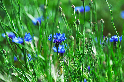 绿色,草地,蓝色,矢车菊