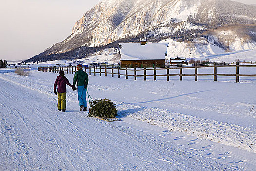 母女,拉拽,圣诞树,家,雪撬,科罗拉多,落基山脉,冬天