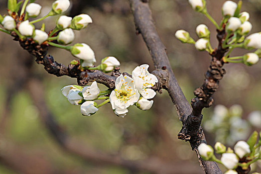 李子花