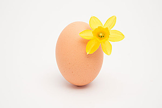 蛋,小,黄色,水仙花,白色背景,背景