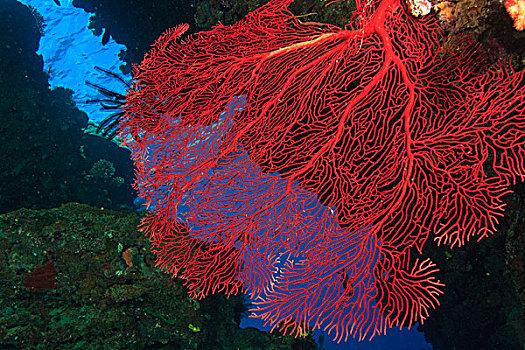 彩色,珊瑚海扇,水,维提岛,斐济,南太平洋