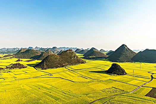 油菜花海