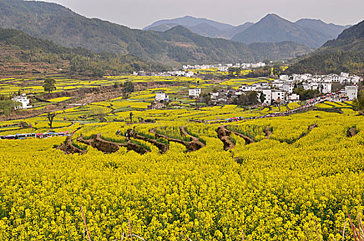 油菜花