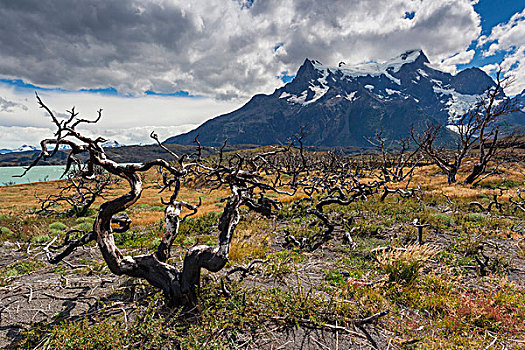 智利,麦哲伦省,区域,托雷德裴恩国家公园,眺台,损坏,树