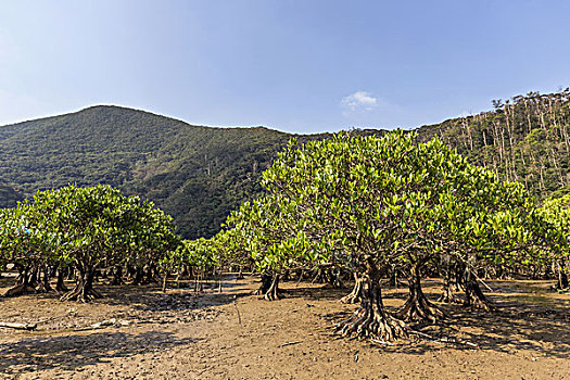 红树林,树林,鹿儿岛,日本