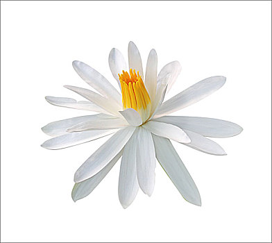 莲花,隔绝,白色背景,背景