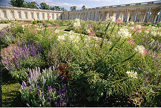 花,花园,凡尔赛宫,法国