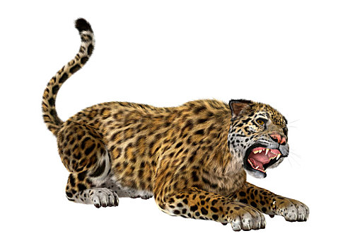 大型猫科动物,美洲虎,白色背景
