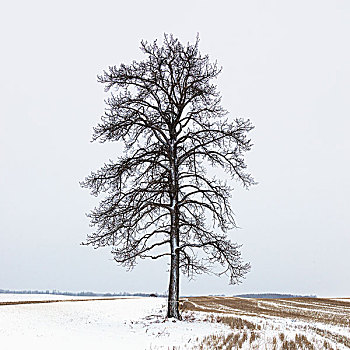 孤木,站立,艾伯塔省,加拿大