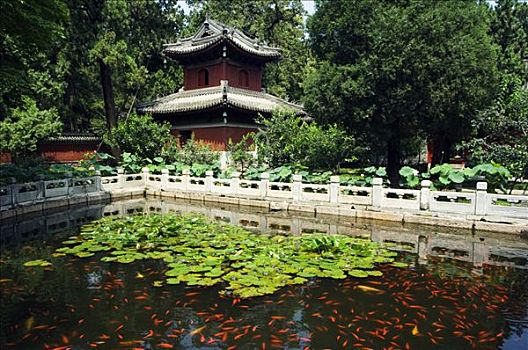 金鱼,水塘,卧佛寺,北京,植物园,中国