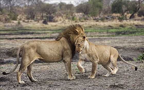 坦桑尼亚,国家公园,狮子,雌狮,问候