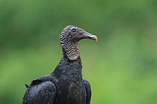 黑美洲鹫,哥斯达黎加,中美洲