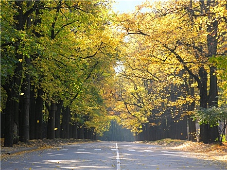 道路,秋天,黄叶