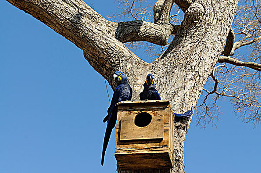紫蓝金刚鹦鹉,一对,巢穴,盒子,研究人员,潘塔纳尔,巴西