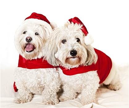 两个,可爱,狗,圣诞老人,装束