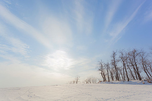 雪地里的树