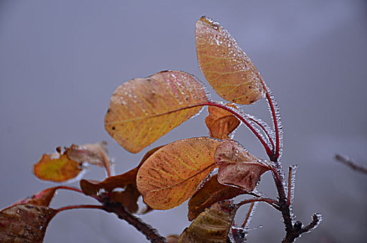 冰封的树叶