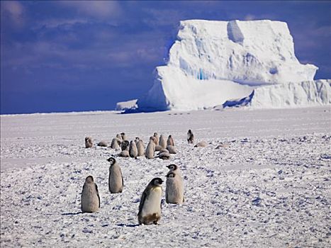 帝企鹅,冰山,背影,华盛顿,南极