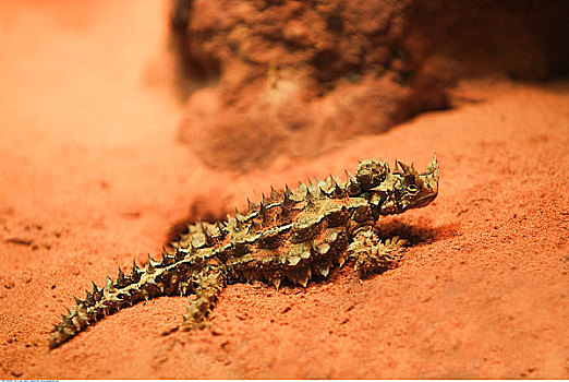 多刺,蜥蜴,北领地州,澳大利亚