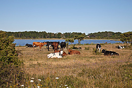 母牛,放牧,草地