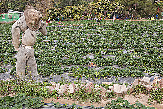 草莓,农场,香港