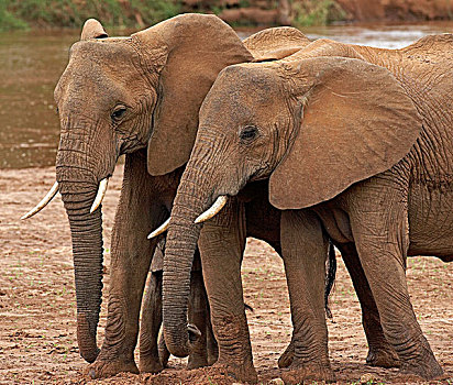 非洲象,牧群,站立,靠近,河,公园,肯尼亚