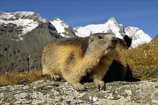 阿尔卑斯山土拨鼠,旱獭,阿尔卑斯山,奥地利,欧洲