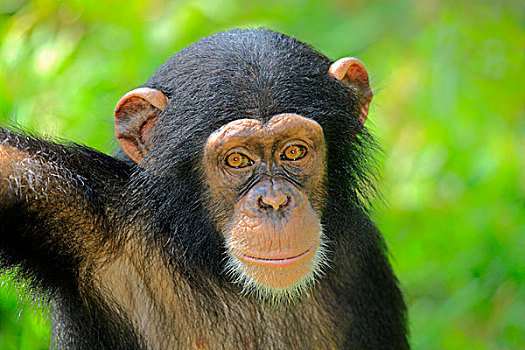黑猩猩,类人猿,年轻,新加坡,亚洲