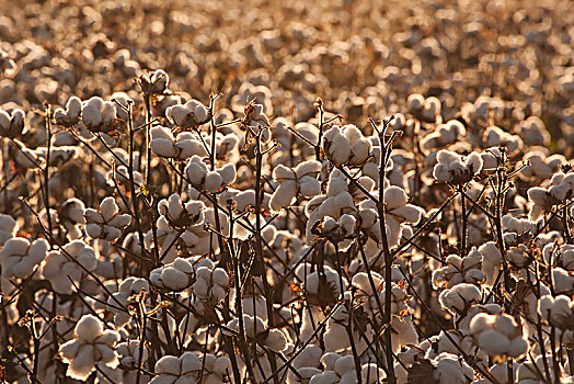 棉花,农作物,装载,就绪,收获,英格兰,阿肯色州,美国