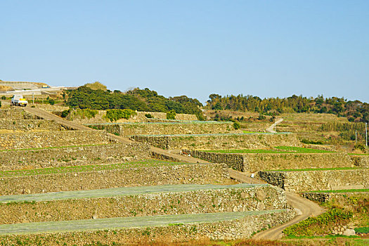 稻米梯田