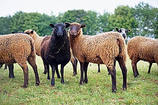 成群,设得兰群岛,绵羊,科茨沃尔德,格洛斯特郡,英格兰