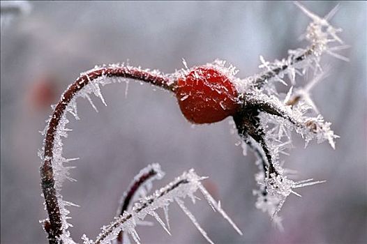 特写,野玫瑰果,霜,阿拉斯加,冬天