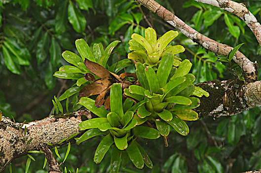 凤梨科植物,树荫,国家公园,亚马逊河,厄瓜多尔