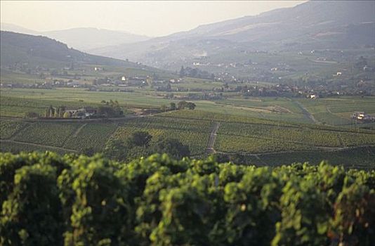 区域,博若莱葡萄酒,勃艮第,法国