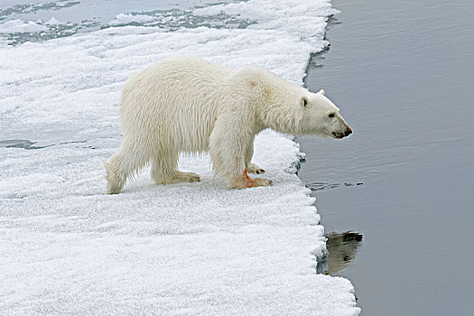 北极熊,雌性,走,浮冰,斯瓦尔巴群岛,巴伦支海,海洋,北极,挪威,欧洲