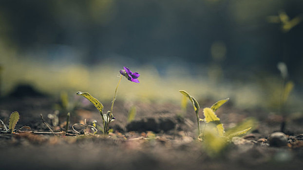 紫花地丁