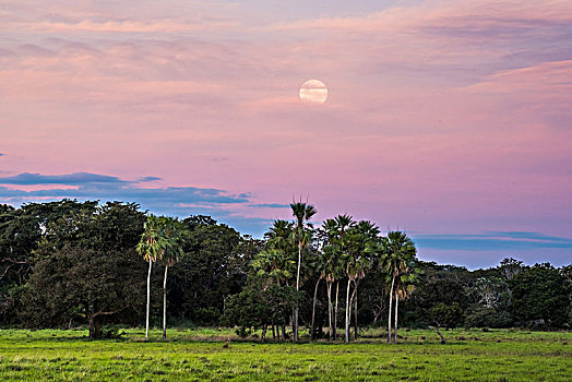 风景,棕榈树,南方,潘塔纳尔,南马托格罗索州,巴西,南美