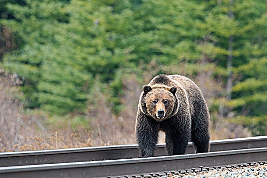 大灰熊,铁轨,班芙国家公园,艾伯塔省,加拿大